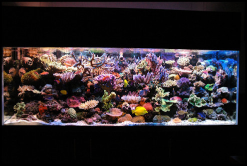 Akwarium miesiąca na Reef Central