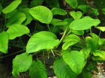 Anubias Bartera