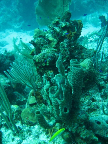 Belze Reef
