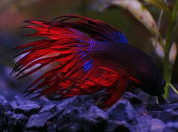 Betta splendens