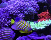 Copps' Acropora and Angelfish Dominated Reef Tank