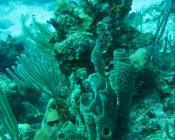 Coral Reefs in danger from US Senators?! Jeff Greene’s Reef-Yacht-Disaster