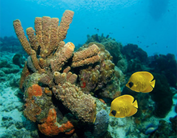 Damselfish niszczą korale na Karaibach