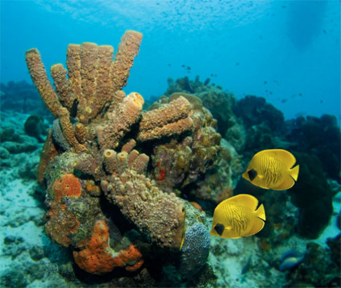 Damselfish niszczą korale na Karaibach