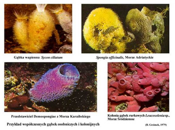 Gąbki - Porifera
