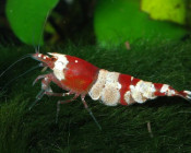 Krewetka Caridina "Crystal Red"