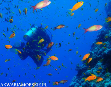 Marsa el Alam - Fotorelacja