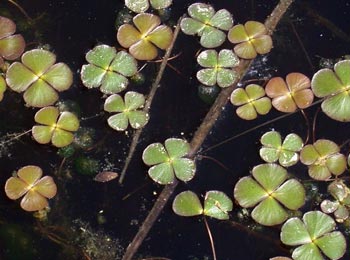 Marsylia czerolistna