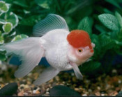 Oranda czerwony kapturek