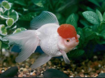 Oranda czerwony kapturek