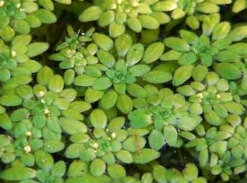 Pistia rozetkowa