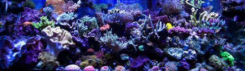 Reefkeeping December