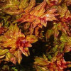 Rotala wspaniała