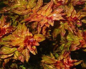 Rotala wspaniała