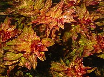 Rotala wspaniała